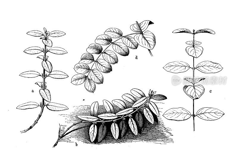 古植物学插图:Helianthemum nummularium(岩玫瑰)，Diervilla Canadensis(灌木忍冬)